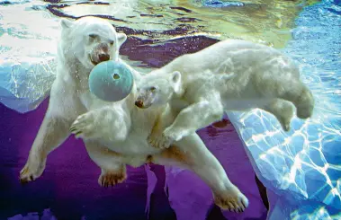  ??  ?? Bärle swims with her nine-month-old cub, Talini, in 2005 at the Detroit Zoo; Talini still lives there today with her mate, Nuka