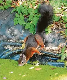  ??  ?? Ein durstiges Eichkätzle fotografie­rte Herbert Hofmuth am kleinen Weiher beim Lüt‰ zelburger Bienengart­en in der Nähe von Gablingen (Landkreis Augsburg).