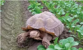  ?? Photograph: Shelley Smith ?? Frank the Tank: ‘He was just so beautiful. When each of us spoke to him, he’d turn his head and look at you,’ the farmer who found him said.