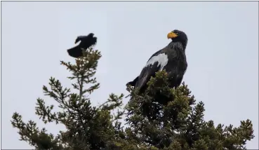  ?? ZACHARY HOLDERBY, DOWNEAST AUDUBON VIA AP ?? A Steller’s sea eagle is seen Dec. 31 off Georgetown, Maine near a crow. The rare eagle has taken up residence thousands of miles from its home range, delighting bird lovers and baffling scientists.