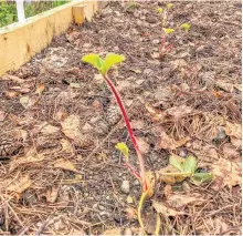  ?? PAUL SMITH ?? This is our first attempt at growing strawberri­es.