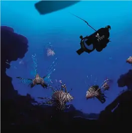  ??  ?? BERMUDA: In this artist rendering provided by Robots in Service of the Environmen­t, a new robot that hunts the dangerous and invasive lionfish made its debut in Bermuda.