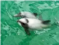  ??  ?? The first Hector’s dolphin calf this season has been spotted in Akaroa Harbour.