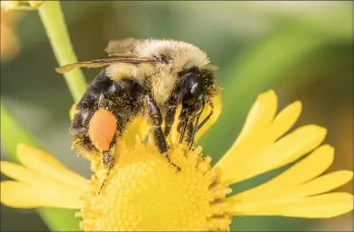  ?? Heather Holm / Quarry Books ?? A common eastern bumble bee seen foraging on sneezeweed.