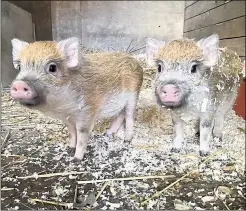  ?? Picture: Margaret Todd ?? The two adorable micropigs