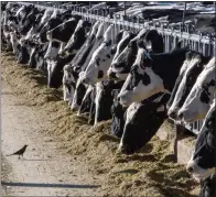  ?? RODRIGO ABD - THE ASSOCIATED PRESS ?? Dairy cattle feed at a farm on March 31, 2017, near Vado, N.M. The U.S. Department of Agricultur­e said Monday that milk from some dairy cows in Texas and Kansas has tested positive for bird flu.