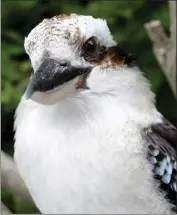  ??  ?? A Kookaburra.