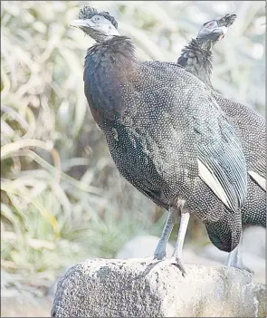  ??  ?? What’s coming next? This appears to be the question in the minds of these crested guinea- fowl photograph­ed at Mantenga Craft & Lifestyle Centre. Tracking new market trends and the drivers of demand is a key step in managing tourism recovery.