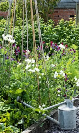  ??  ?? Sweet peas, Lathyrus odoratus, clamber up a cane wigwam in a raised bed in a vegetable parterre.