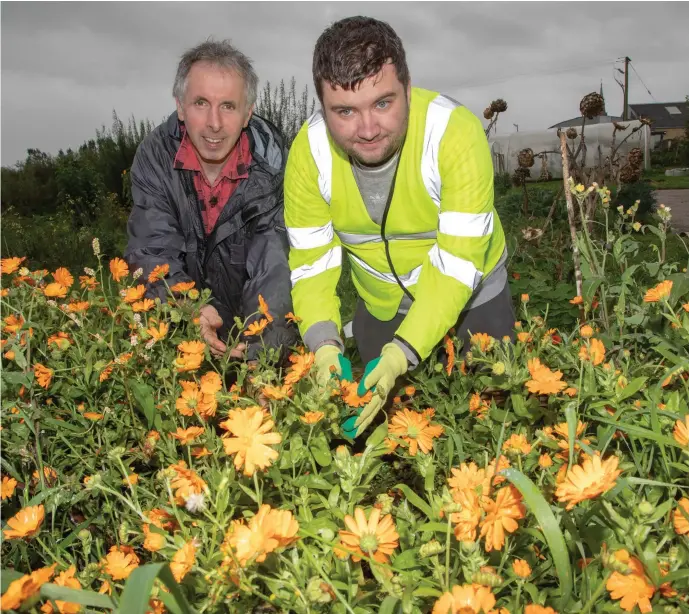  ?? Willie Reidy of Castleisla­nd Community Garden teaching Martin Murphy (Castleisla­nd) the art of setting flowers at Castleisla­nd Community Garden. ??