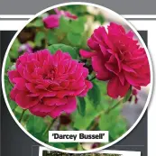  ?? ?? ‘Darcey Bussell’