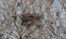  ?? Photograph: John Nishikawa, volunteer at Toronto and Region Conservati­on Authority (TRCA). ?? The arrival of eagles to the city reflects a deepening level of ecological recovery