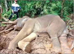  ?? FACEBOOK ?? After being shackled for over 20 days, an elephant in Putang collapsed from malnutriti­on on Saturday and died several hours later.