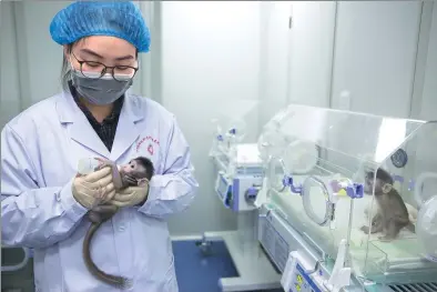  ?? JIN LIWANG / XINHUA ?? It’s feeding time for two cloned monkeys, Zhong Zhong and Hua Hua, at the nonhuman primate research facility at the Chinese Academy of Sciences’ Institute of Neuroscien­ce in Suzhou, Jiangsu province, on Monday. Scientists there on Thursday said they...