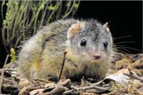  ?? Photo: David Paul ?? Persisting: A rare silver-headed antechinus. Males do not survive for more than a year because of the frenetic breeding season.