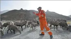  ?? FENG KAIHUA / XINHUA ?? Ranger Tian Yuchun feeds blue sheep in the Helan Mountain National Nature Reserve in the Ningxia Hui autonomous region in March.