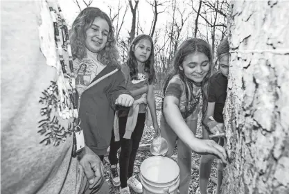  ?? JOVANNY HERNANDEZ/MILWAUKEE JOURNAL SENTINEL ?? Waazakone OzaaWigwan, 11, a fifth-grade student at the Indian Community School in Franklin, taps a maple tree to collect sap in the Wehr Nature Preserve on Feb. 27.