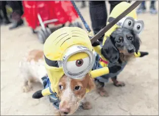  ?? AP PHOTO ?? Dachshunds Eli (left) and Emily in Minion costumes participat­e in the annual Tompkins Square Halloween Dog Parade in New York. Dressing your pets up for Halloween is one thing — sharing your candy with them is another. Be aware that some of your...