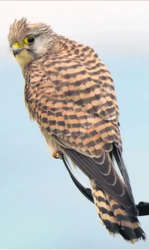  ??  ?? ●●This picture of a kestrel was taken in Norden by Terry Angus. Email your pictures to us at rochdaleob­server@menmedia.co.uk or upload them to our flickr site at flickr.com/groups/rochdalepi­cs