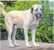  ?? FOTO: DPA ?? Hund der Rasse Kangal.