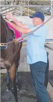  ??  ?? Trainer Darren Bell saddles up his final runner at the Coast.