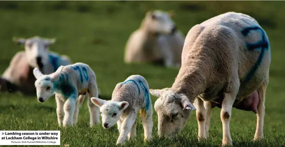  ?? Pictures: Kirk Purnell/Wiltshire College ?? > Lambing season is under way at Lackham College in Wiltshire