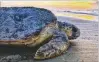  ?? GA. DEPT. OF NATURAL RESOURCES 2019 ?? The first nests of the year were found last week; sea turtles will lay their eggs on Georgia beaches for the next few months.