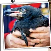  ??  ?? At their peck and call: Ravenmaste­r Chris Skaife with a chick. Above: Its beak will not turn black for a year