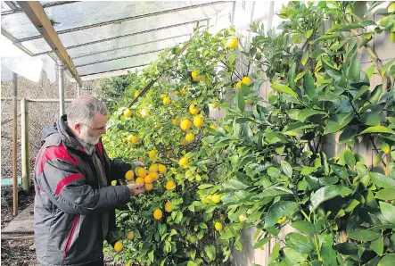  ?? PHOTOS: LIZA WEISSTUCH/ THE WASHINGTON POST ?? Orchardist Bob Duncan uses clever low-tech techniques to grow an astonishin­g variety of citrus, figs, apples and more on land about an hour from downtown Victoria.