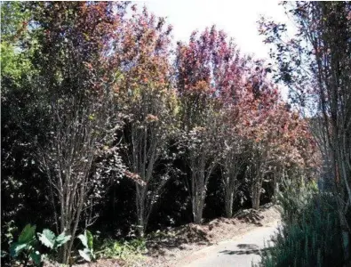  ?? PHOTOS: MIKE WELLS ?? A row of fastigiate dark-leaved plums. Some wayward branches will need pruning to help keep the upright shape.