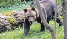  ??  ?? Braunbärin Olga vom Tierpark Hellabrunn ist schon 40 Jahre alt.