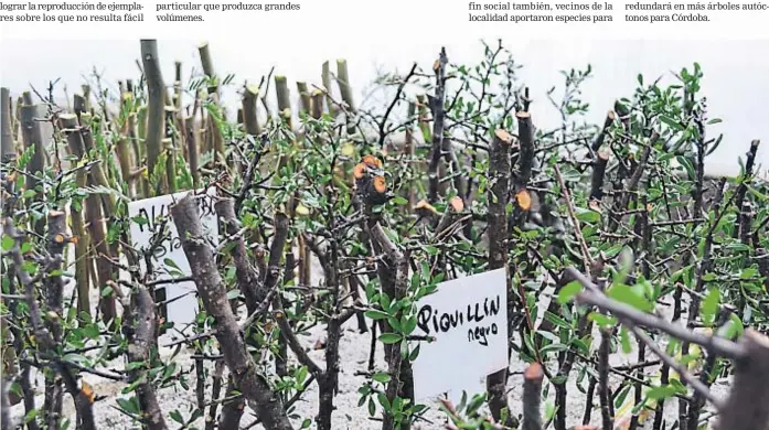  ?? (COMUNA COLONIA VICENTE AGÜERO) ?? Brotes. Las plantas de piquillín negro en la cámara de reproducci­ón en Colonia Vicente Agüero. La multiplica­ción por gajos de especies nativas viene dando resultados.