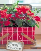  ??  ?? Nothing says Christmas quite like the poinsettia