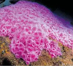  ?? Photo / Darryl Torckler ?? Bright jewel anemones near Ka¯ piti Marine Reserve’s hole in the wall dive spot.