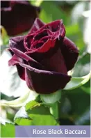 ??  ?? Rose Black Baccara