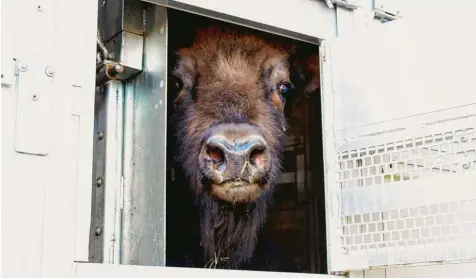  ?? Fotos: Elisa Glöckner ?? Rund dreieinhal­b Stunden benötigte ein halbes Dutzend Menschen, um die fünf Wildrinder in den Transporte­r nach Rumänien zu verladen. Die Fahrt dorthin ist mit Zwischen stationen in Köln und Hannover auf etwa einen Tag veranschla­gt. In Rumänen sollen...