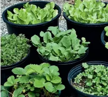  ??  ?? Grow salad crops in pots over winter as the soil in containers will be warmer and have better drainage than that in the garden.