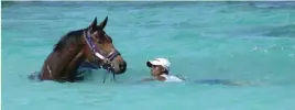  ??  ?? OUT FOR A DIP . . . Smart Banker has a swim in the sea in Mauritius. The Met winner flew out of Mauritius yesterday on her way to Newmarket in England after which she is hopefully going on to the USA to contest the Filly And Mare Turf in California.