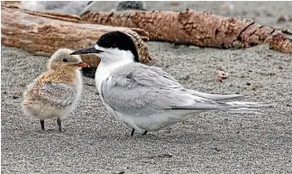  ?? REBECCA BOWATER ?? Tern chicks depend on their parents for the first year of their lives.