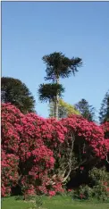  ??  ?? Highclere rhododendr­on reflecting in the pond at Kilmacurra­gh.