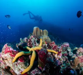  ??  ?? TOP LEFT
A diver explores the reef at Angol Point