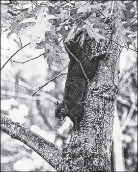  ?? MaRK F. ELdERKin/tHE CHRoniCLE HERaLd ?? Grey squirrels are benefiting from Nova Scotians feeding birds year-round.