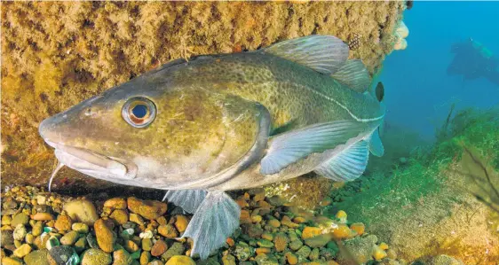  ?? SALTWIRE FILE PHOTO ?? A new round of quota announceme­nts on Northern cod and caplin has sparked another round of debate on how much fish harvesters should be allowed to catch..