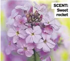  ??  ?? SCENT:
Sweet rocket