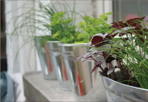  ??  ?? Herbs on a windowsill make great sandwich fillings, add punch to a salad or to home-made fish cakes