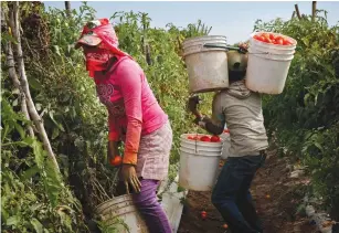  ?? (Don Bartletti/Los Angeles Times/TNS) ?? TEENAGE MIGRANT farm workers pick ripe Roma tomatoes in Cristo Rey, Sinaloa, Mexico.