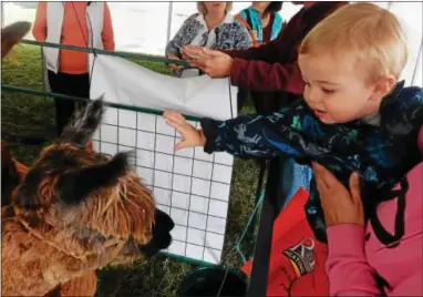  ?? PHOTOS BY FRAN MAYE — DIGITAL FIRST MEDIA ?? Logan Schwartz pets a llama at the Unionville Community Fair during the first weekend of October.