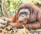  ??  ?? ORANG UTAN