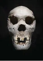  ??  ?? En la doble página anterior, dientes conservado­s en el CENIEH. 1. Cráneo de Homo heidelberg­ensis conocido como Miguelón, hallado en Atapuerca. Se cree
1