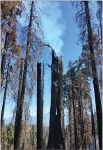 ?? PHOTO COURTESY OF USFS ?? Smoke is visible in the top of a hollowed out giant sequoia tree located in a stand of fire scorched trees within the Pier Fire burn area.